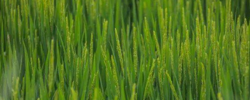 水稻抽穗期遇到高温有影响吗，对产量有影响