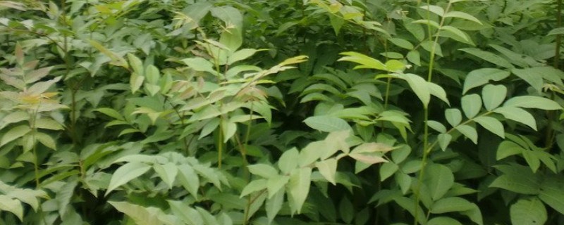 青钱柳树苗可以在哪里买,在当地的大型苗木种植基地购买