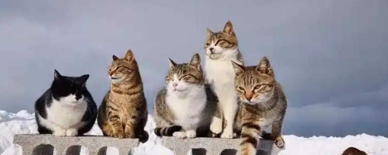 猫咪出现母鸡蹲的原因，可能是感到寒冷、胃部或腹部不适等因素造成