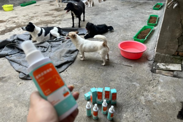 白纸如何检测狗狗是否有跳蚤，可将皮屑溶在纸上