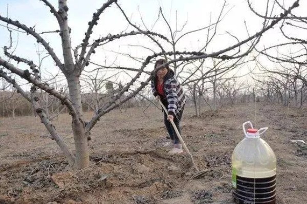 梨有什么习性，耐寒耐涝、喜光喜肥