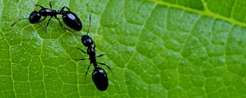 单倍体育种可以获得几倍体植株，第二步过后可得到二倍体或多倍体