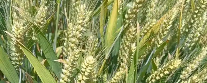 小麦半冬性的含义，是指通过春化阶段需要3-15°C、历时15-20天的品种