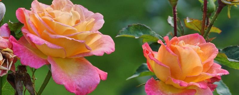 新娘玫瑰的花语，寓意激情的爱、你是我的唯一等