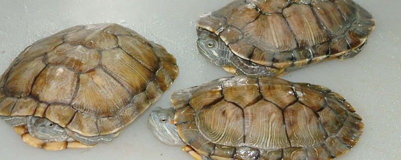 乌龟是不是动物，是龟科、拟水龟属里面的爬行动物