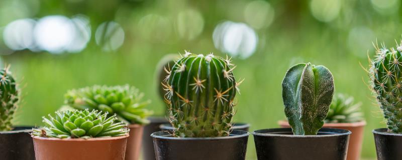 仙人掌怎样才能养肥厚，生长期每1-2个月施一次有机复合肥