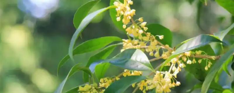 桂花树种子的种植技术，春季播种必须先催芽