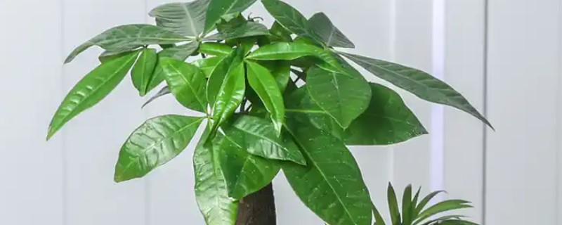 发财树剪下的枝条能养活吗，剪下的枝条可以养活