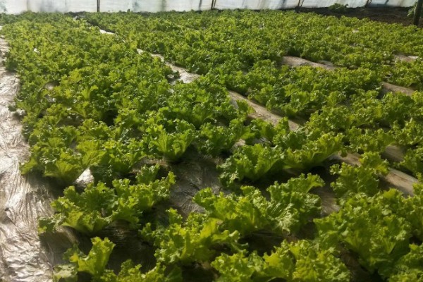 露天生菜的种植时间，春天和秋天均可播种