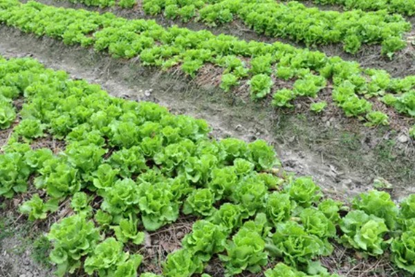 露天生菜的种植时间，春天和秋天均可播种