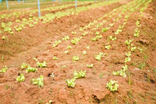 露天生菜的种植时间，春天和秋天均可播种