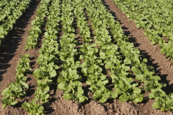 露天生菜的种植时间，春天和秋天均可播种