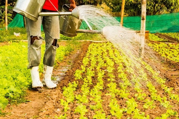 露天生菜的种植时间，春天和秋天均可播种