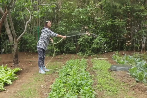 露天生菜的种植时间，春天和秋天均可播种