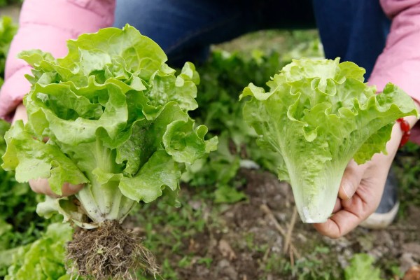 露天生菜的种植时间，春天和秋天均可播种