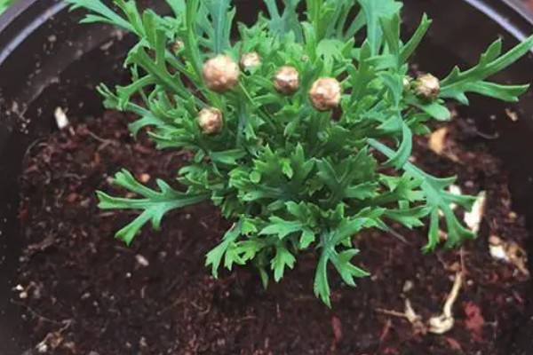 玛格丽特是一年生的吗，属于多年生灌木植物