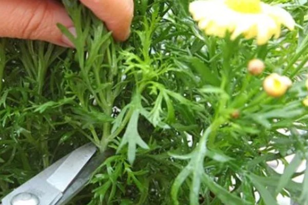 玛格丽特是一年生的吗，属于多年生灌木植物