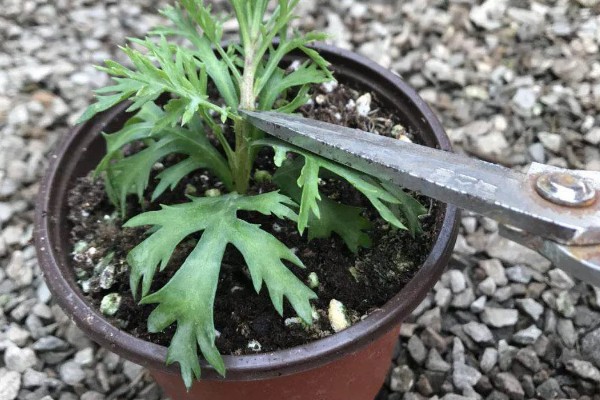 玛格丽特是一年生的吗，属于多年生灌木植物