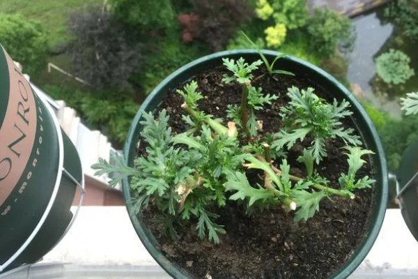 玛格丽特是一年生的吗，属于多年生灌木植物