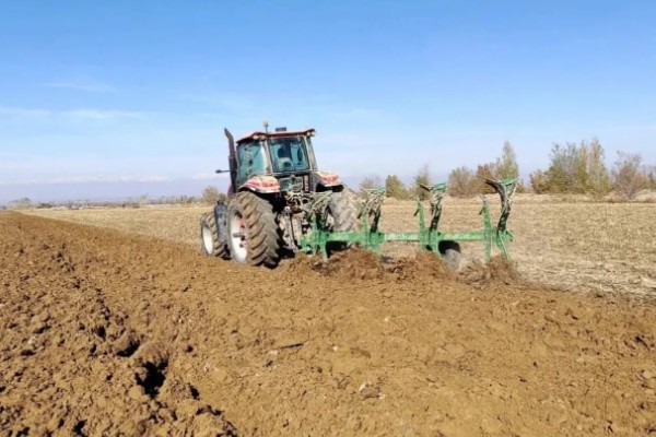 桂花树种子的种植技术，春季播种必须先催芽