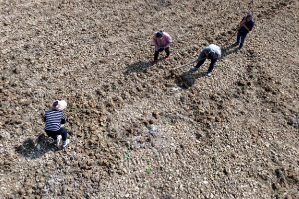桂花树种子的种植技术，春季播种必须先催芽