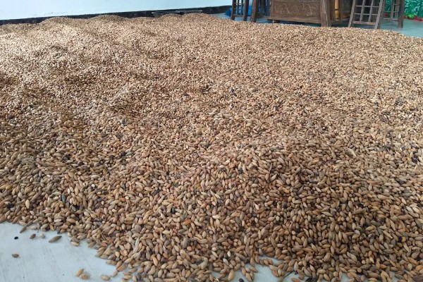 桂花树种子的种植技术，春季播种必须先催芽