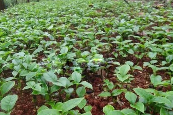 桂花树种子的种植技术，春季播种必须先催芽