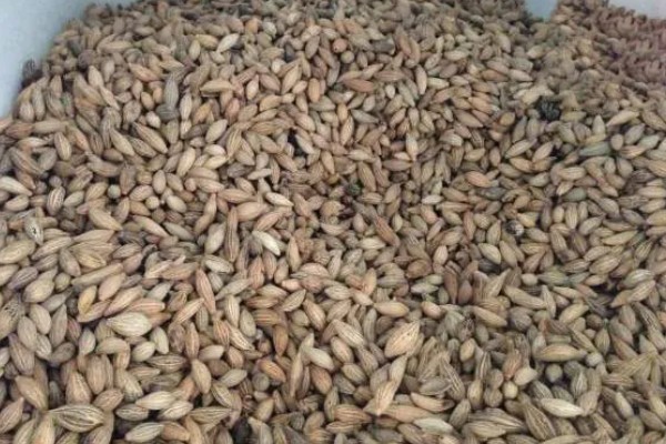 桂花树种子的种植技术，春季播种必须先催芽