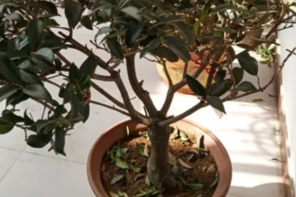 桂花树种子的种植技术，春季播种必须先催芽