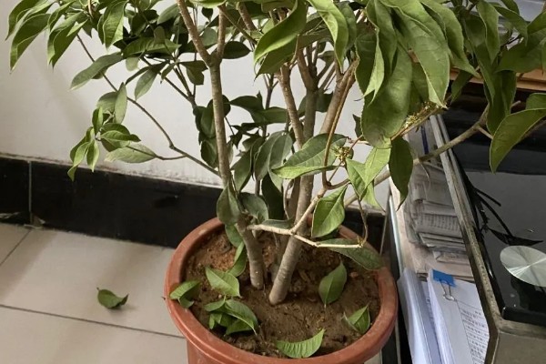 桂花树种子的种植技术，春季播种必须先催芽