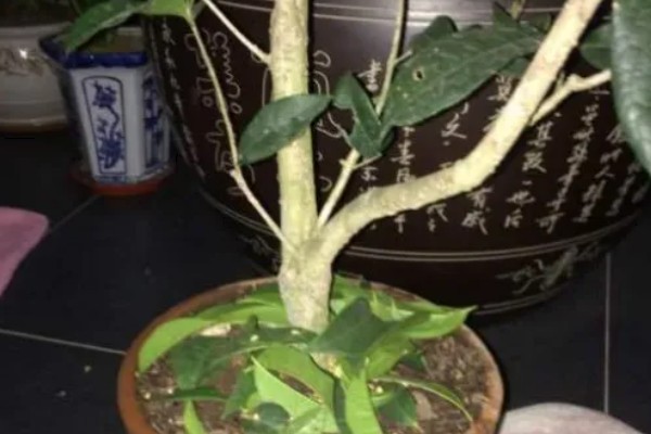 桂花树种子的种植技术，春季播种必须先催芽