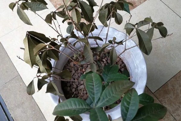 桂花树种子的种植技术，春季播种必须先催芽