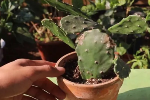 仙人掌怎样才能养肥厚，生长期每1-2个月施一次有机复合肥