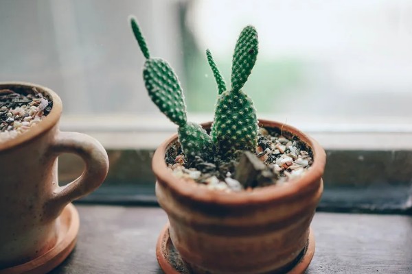 仙人掌怎样才能养肥厚，生长期每1-2个月施一次有机复合肥