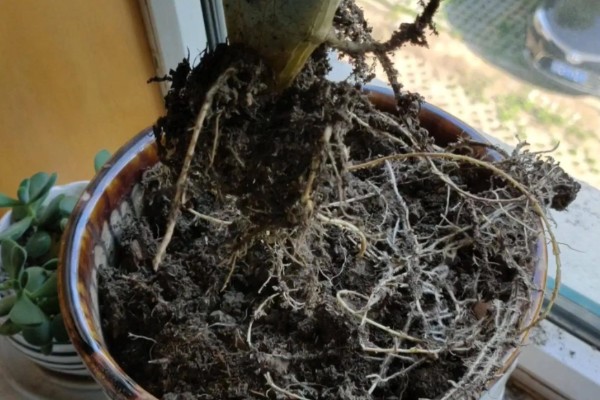 仙人掌怎样才能养肥厚，生长期每1-2个月施一次有机复合肥