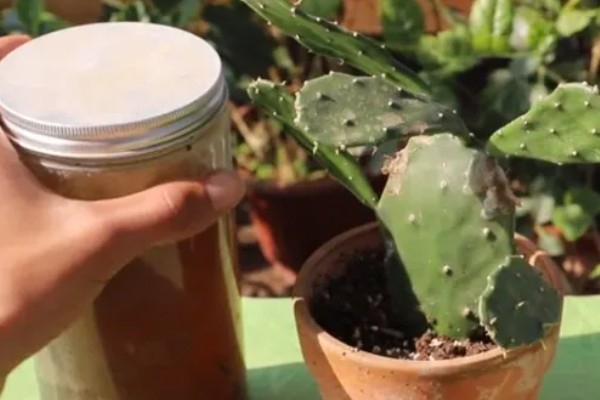 仙人掌怎样才能养肥厚，生长期每1-2个月施一次有机复合肥