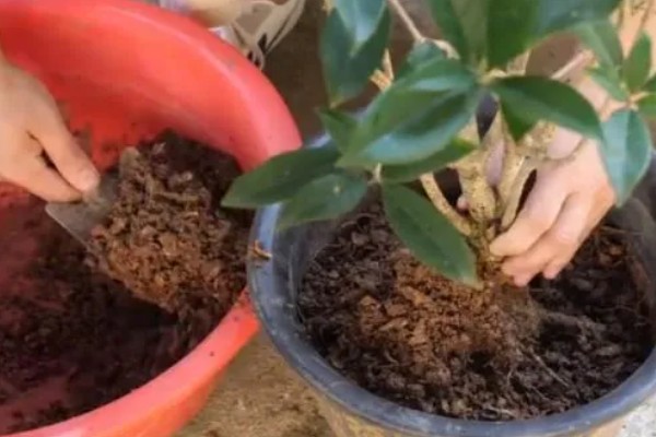 桂花树种子的种植技术，春季播种必须先催芽