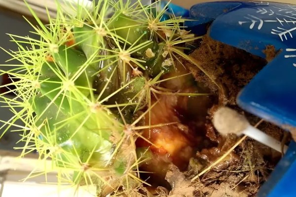 仙人掌怎样才能养肥厚，生长期每1-2个月施一次有机复合肥