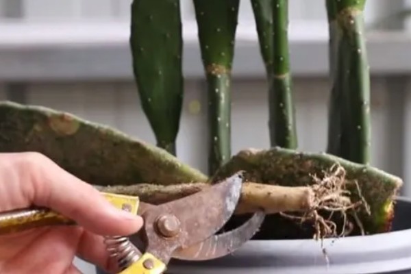 仙人掌怎样才能养肥厚，生长期每1-2个月施一次有机复合肥