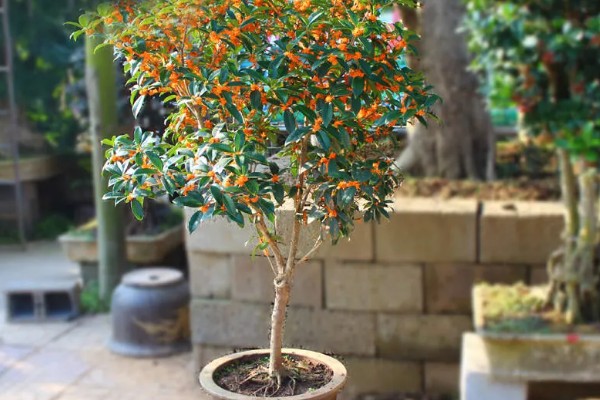 桂花树种子的种植技术，春季播种必须先催芽