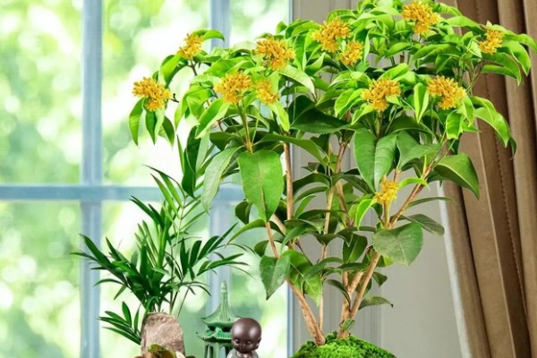 桂花树种子的种植技术，春季播种必须先催芽