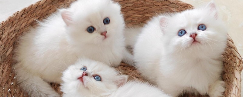 猫哼哼的原因，可能是处于发情期