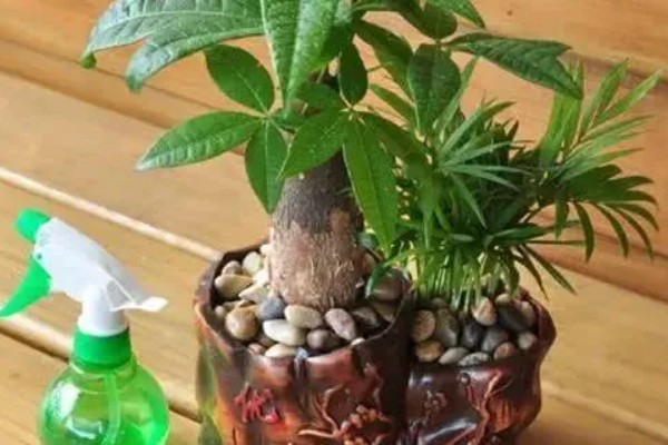 发财树叶片有黄褐斑的原因，可能是阳光太强或浓肥所致