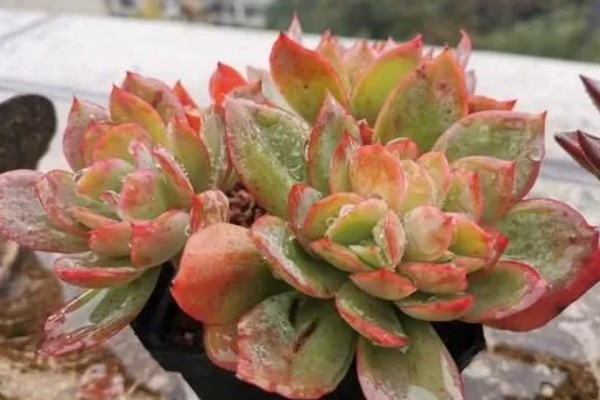 春季怎么管理多肉，提供充足的光照更容易养出状态