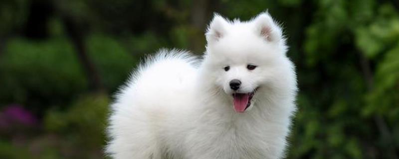 帮萨摩耶消除泪痕的方法,确保饮食清淡可减少泪痕的出现