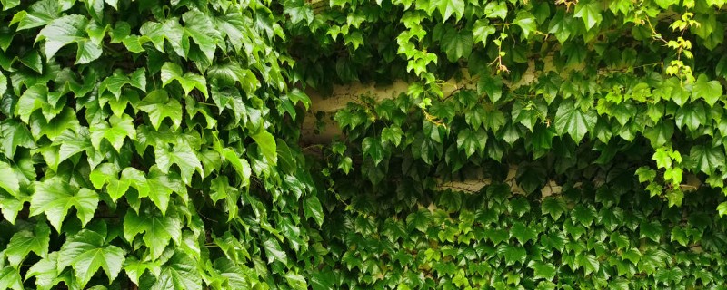 种爬山虎有哪些危害,容易招蛇和破坏墙壁