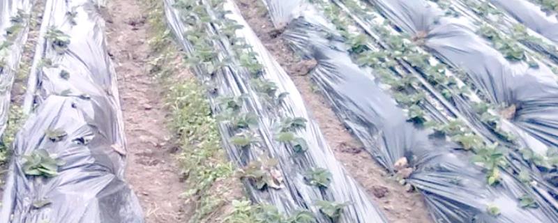 蚕豆地膜覆盖栽培技术，三月下旬至四月中旬及时抢墒播种