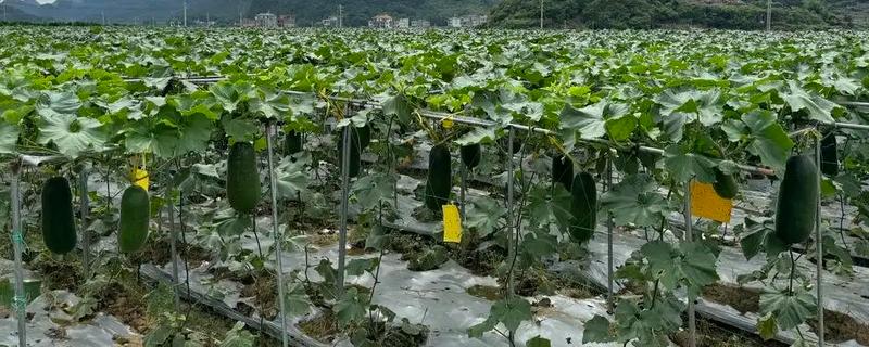 冬瓜适合种什么品种，可选择小翠妹冬瓜、嫩仔1号等