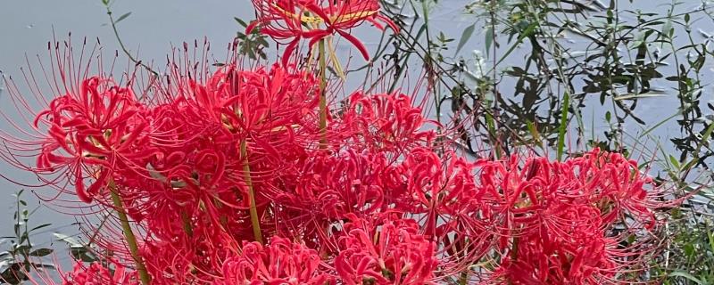 曼珠沙华的养殖方法，喜欢湿润的生长环境