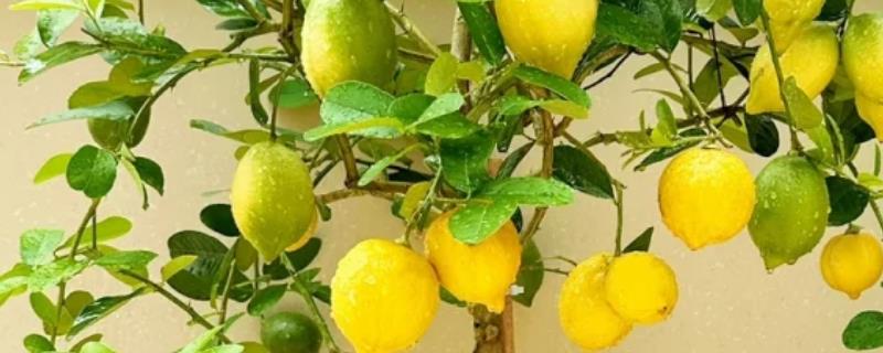 柠檬配什么泡水喝好，可以配玫瑰花、蜂蜜等